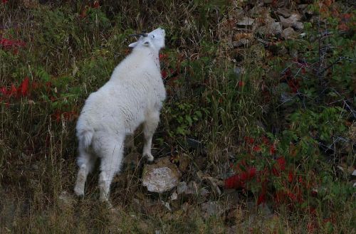 sundance to spearfish marathon